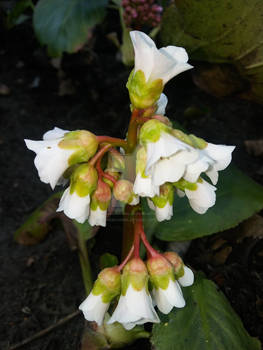 Bergenia