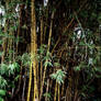 Bamboo To You, Too
