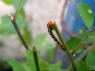 Caterpillars and love