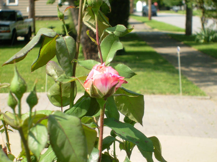 Rosebud by atomicseasoning on DeviantArt