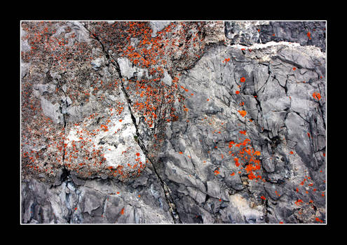 lichen 03