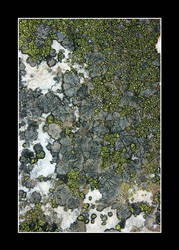 lichen 04