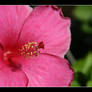 Hibiscus