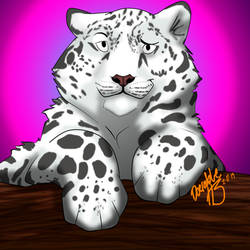 Snow Leopard