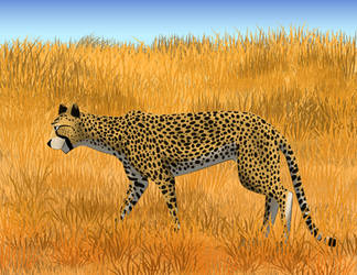 cheetah stalking on the savanna