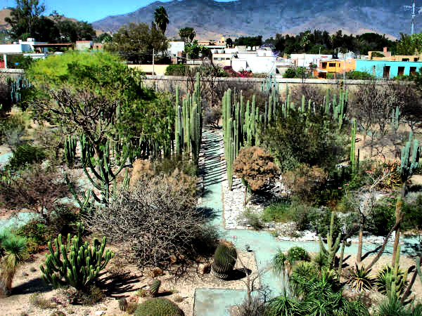 Museo de Cactus Oaxaca