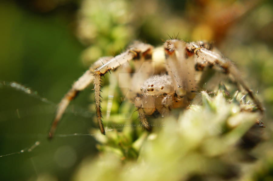 White spider