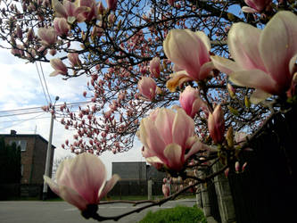 The Magnolia flower