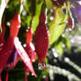 Fuchsia Magellanica