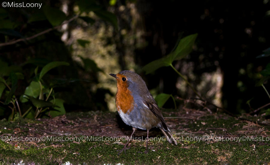 Curious Robin