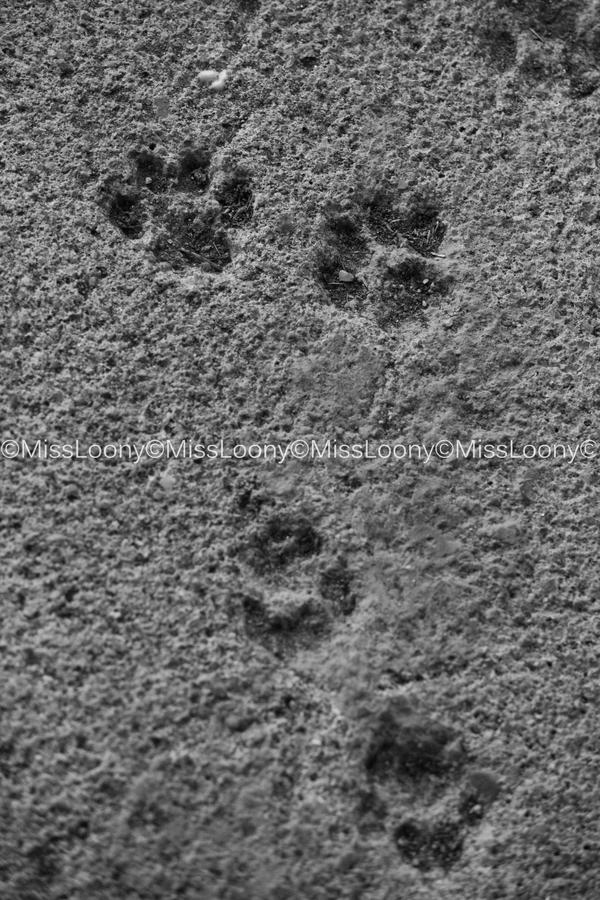 Cats leave footprints in our hearts