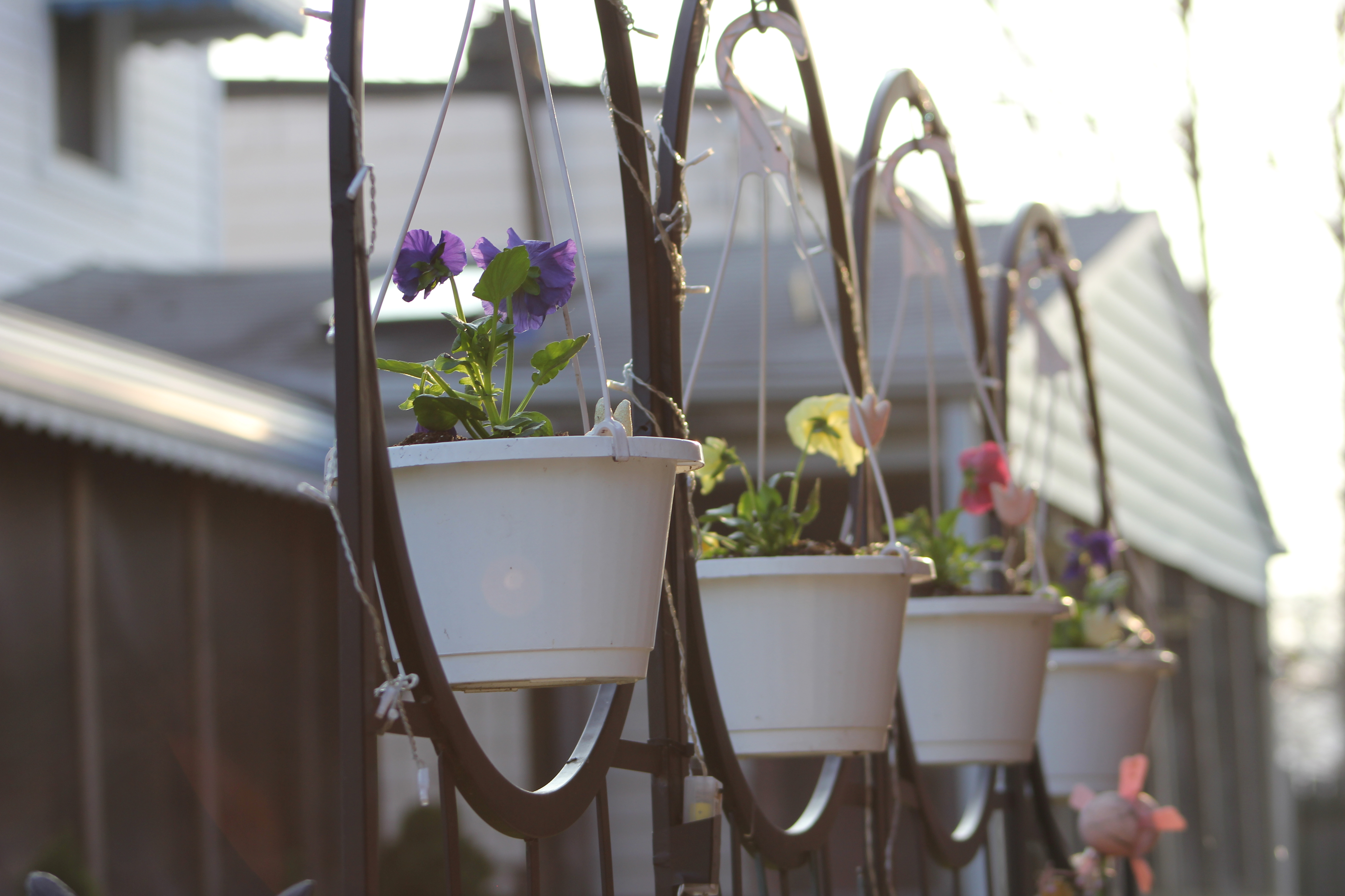 Hung Flower pots