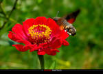 Colibri by razvanx