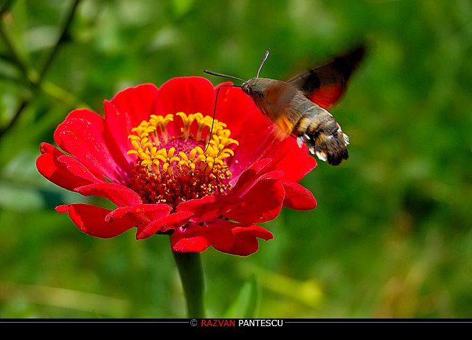 Colibri