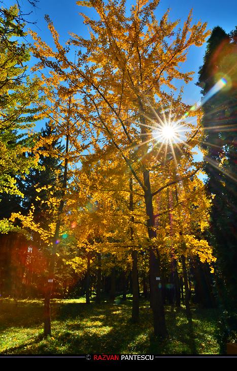 Autumn colors