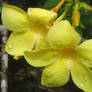 Yellow Bellflowers