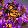 Butterfly in Purple