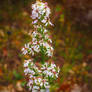 Flower Tower