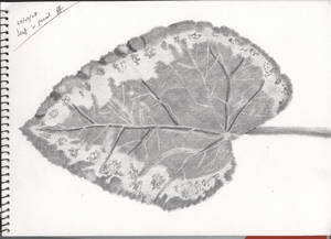 leaf in pencil