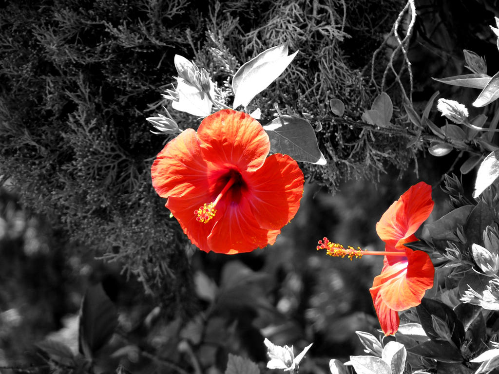 Hibiscus Rosa-Sinensis