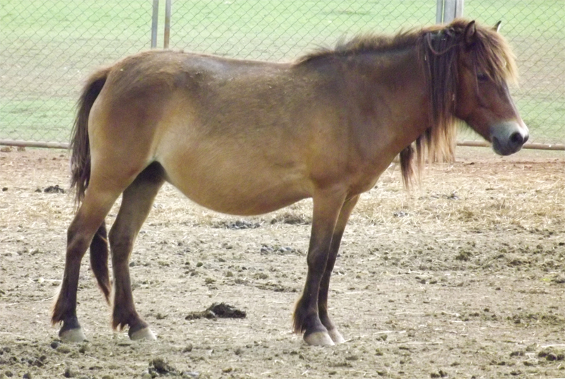 Celtic Pony