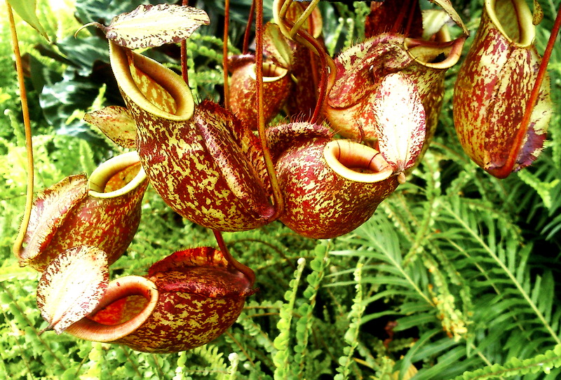 Pitcher plant