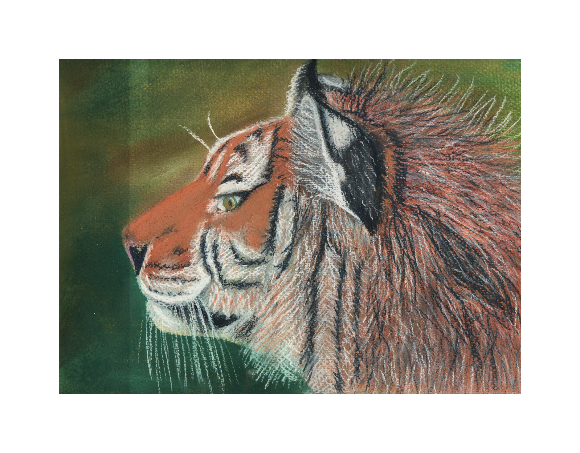Tiger - Soft pastel