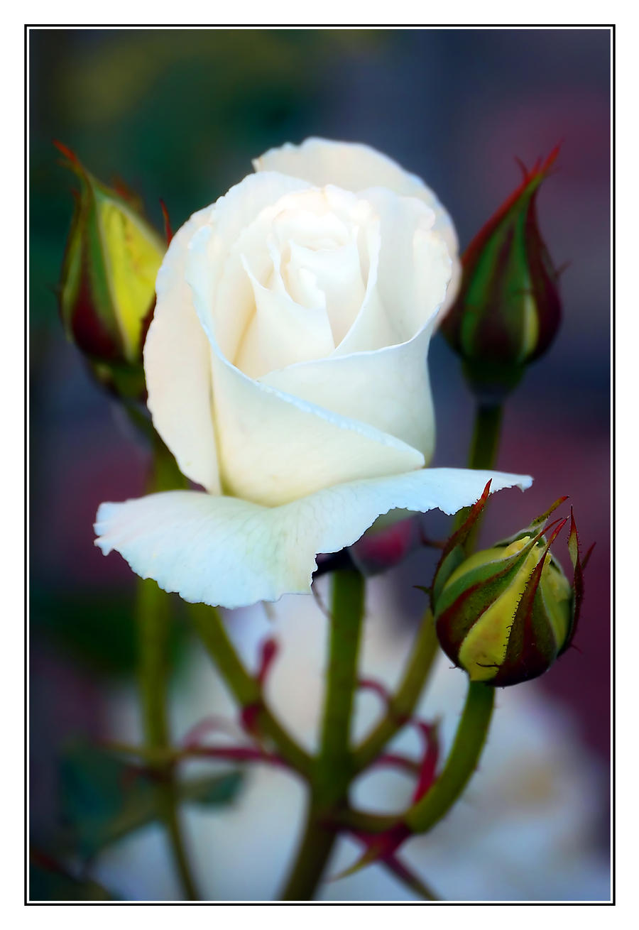 White Rose Pronged Crown