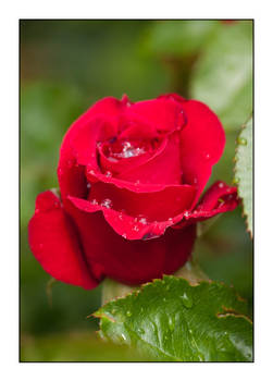 Red Rose