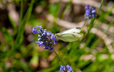 White Cabbage Butterfly