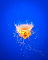 Jellyfish Explosion