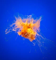 Jellyfish Explosion 2