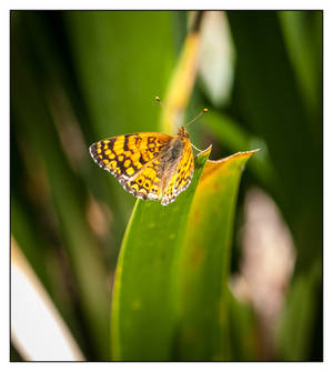 Mylitta Crescent Butterfly