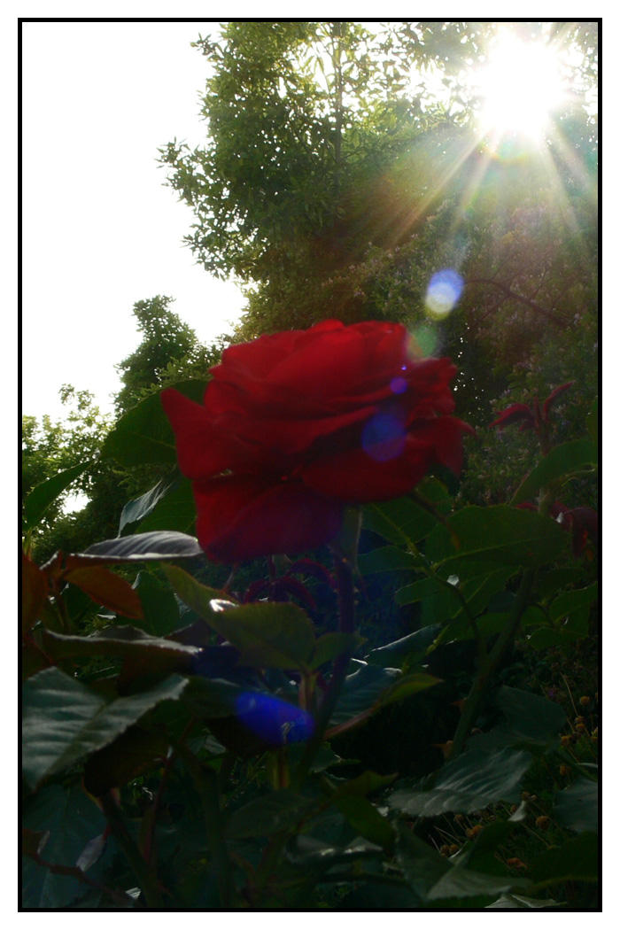 Red Rose Flare by Frostola on DeviantArt