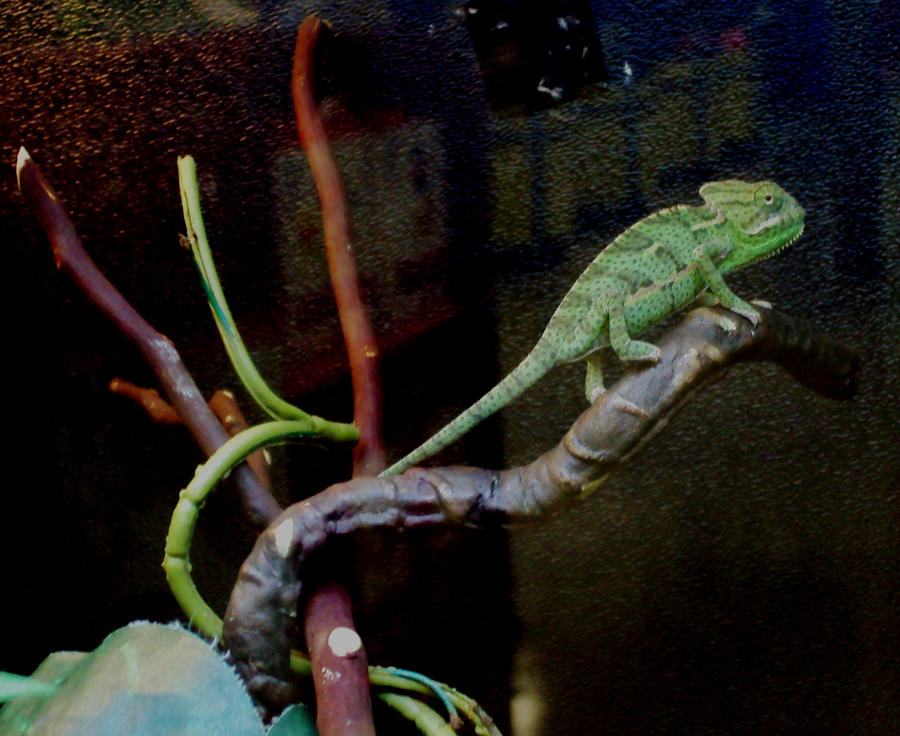 Intimidation Lizard Lizard by InvaderTee on DeviantArt