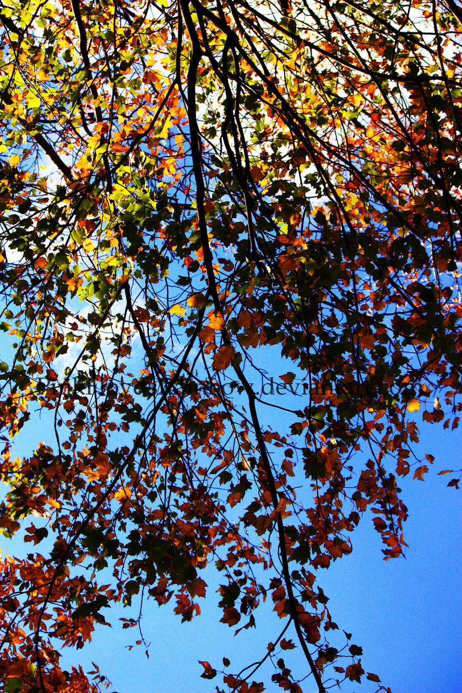 A Branch's Rainbow