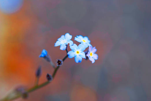 Forget Me Not