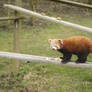 red panda