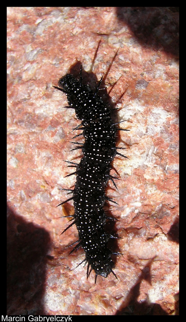 BUGS COLL : Earthworm ?