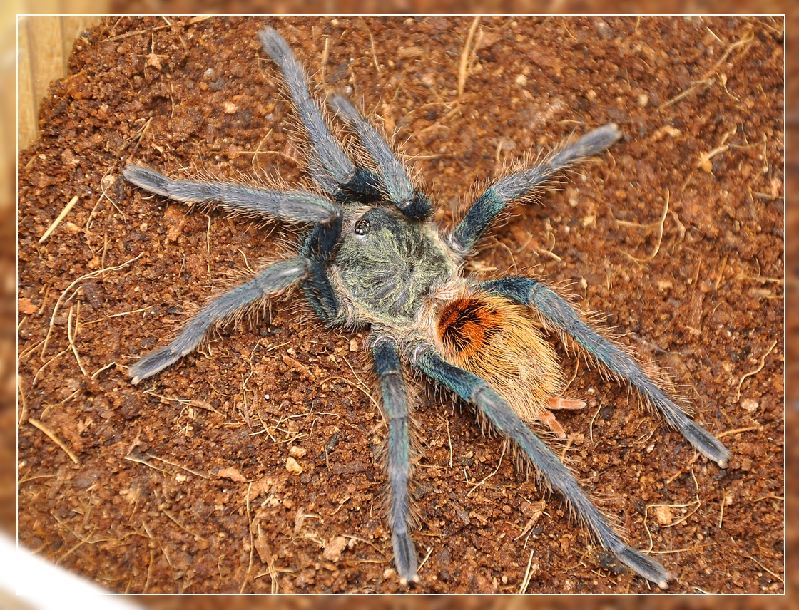 Chromatopelma cyaneopubescens