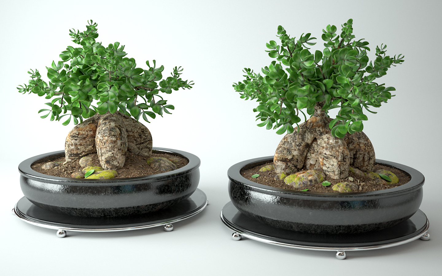 Model 3d : Bonsai tree