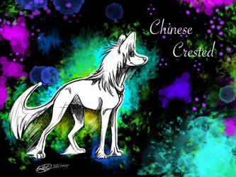 Chinese Crested