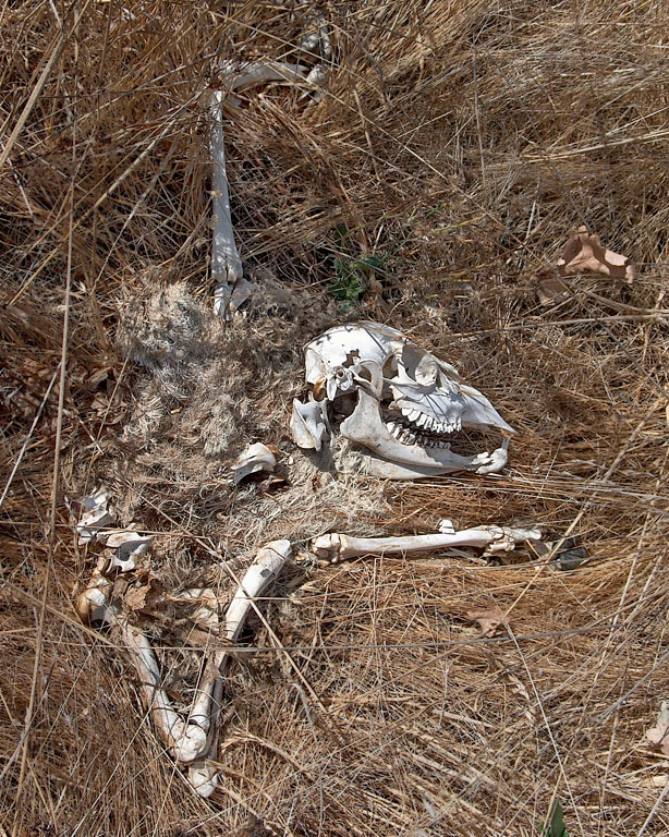 Bones of a Goat or Sheep