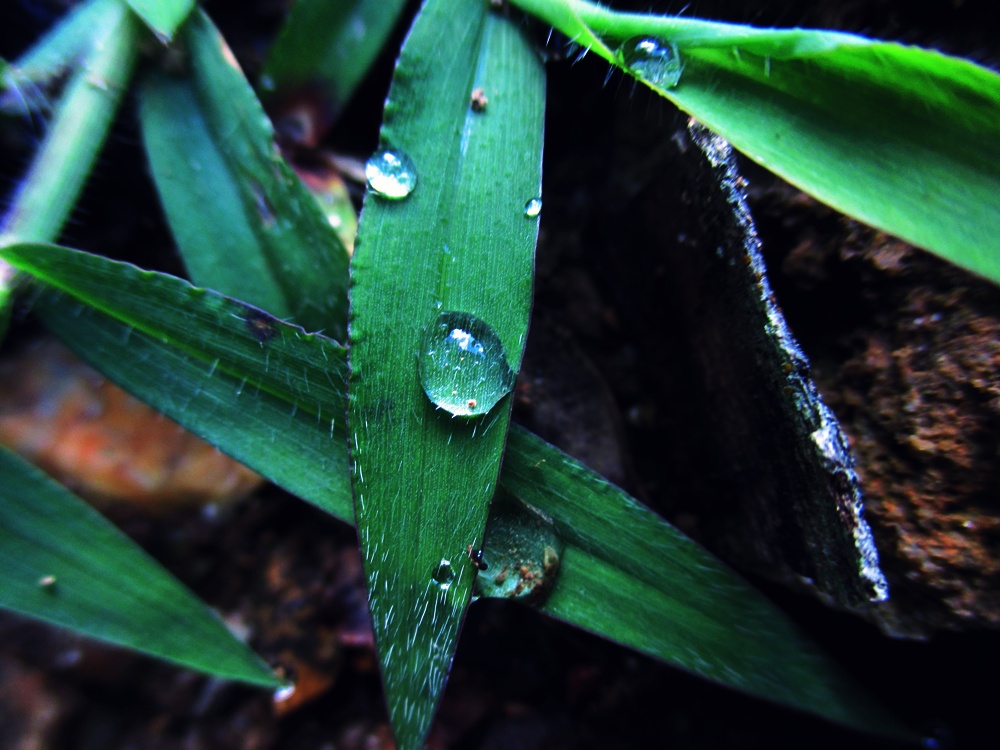 rain drops