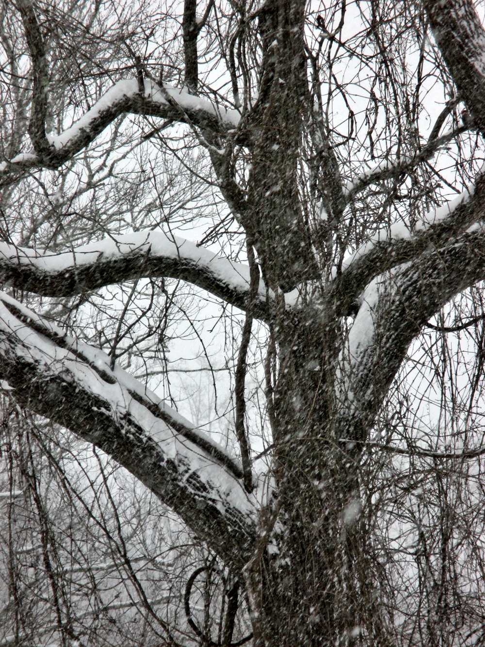 snow covered limbs