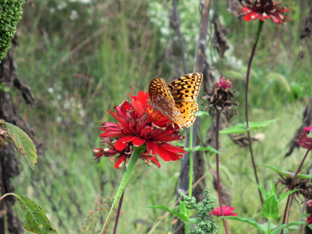 butterfly