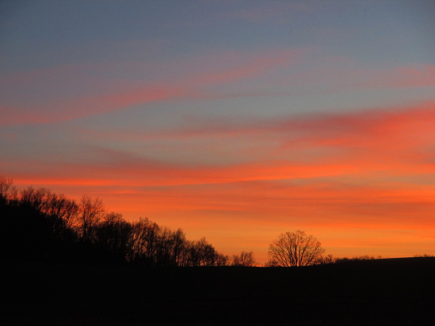 orange and black