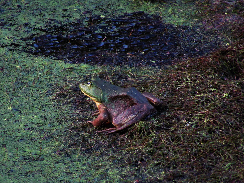 bullfrog by sunbeamfireking on DeviantArt
