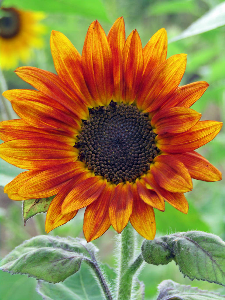 Red Sunflowe red sunflower by sunbeamfireking on DeviantArt