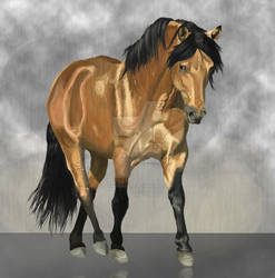 lusitano stallion